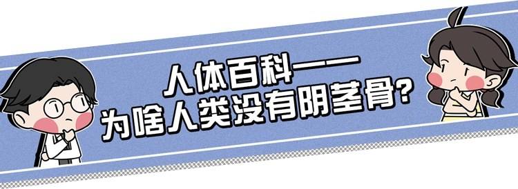 揭秘人類在進化中失去了丁丁骨這是一種優勢還是退步