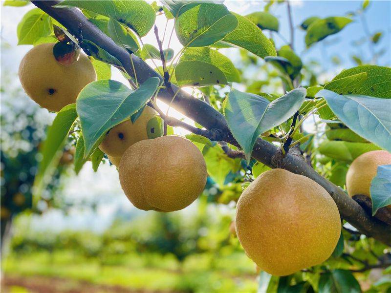 木梨又飘香丨晚熟品种丽江木梨11月中旬开始采摘