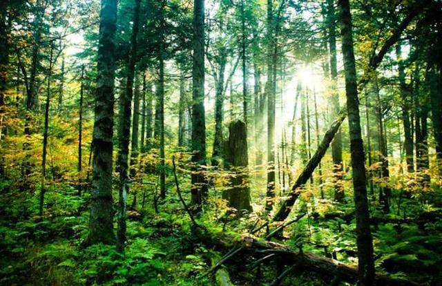 管理森严的森林,辖内所有物品禁止挪动,任凭腐木枝叶烂在地上