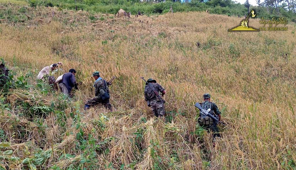 缅甸这两支武装不仅在战场上相互打仗最近还搞起了帮农民割稻谷的比赛