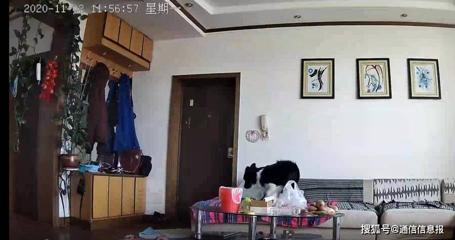 陪伴相守天翼看家连通祖孙两代放不下的牵挂