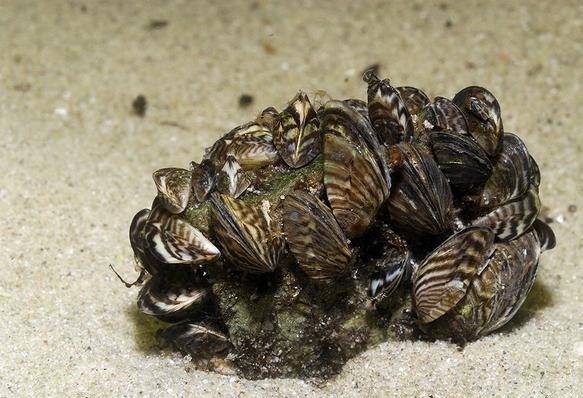 原创最丢脸的入侵物种居然要靠人工繁殖才得以物种延续