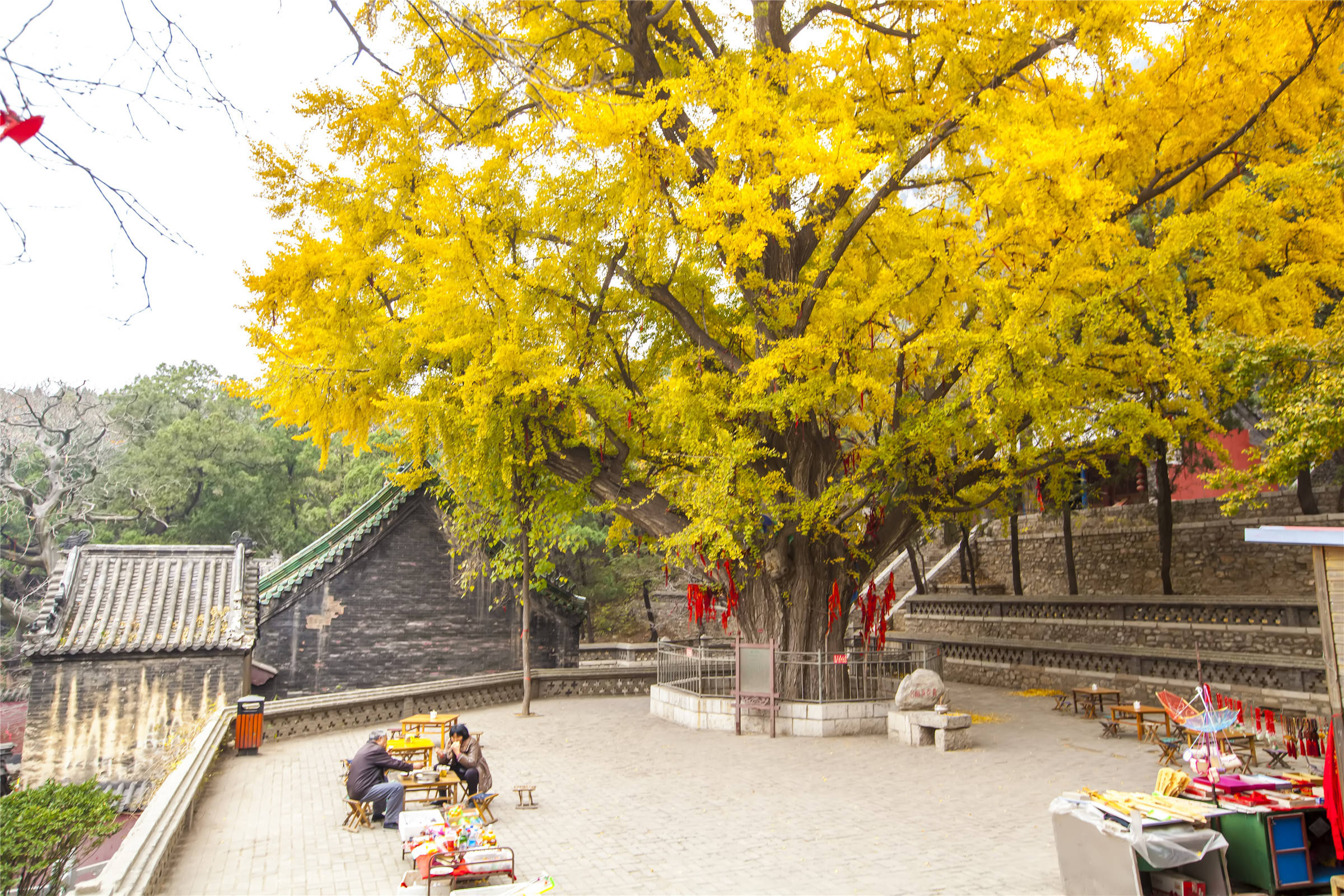 济南最古老银杏树已有2600岁,深秋时节金装灿灿,与道观交相辉映
