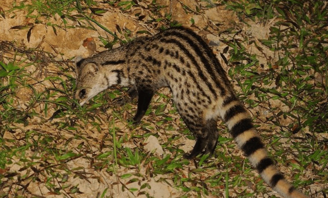 浙江消失30多年的"神兽"小灵猫重现!我国大地更绿了?_手机搜狐网