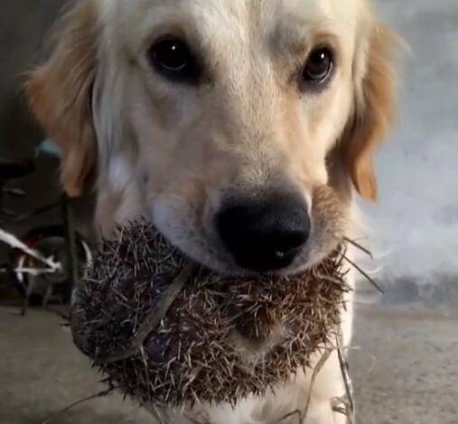 狗狗叼回一只刺猬,看着都觉得嘴痛,网友:刺猬死了吗?