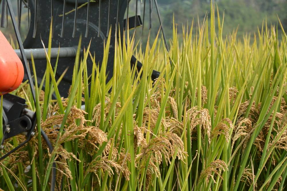 福建高产优质抗病"三合一"单季稻亩产破"吨"_种植