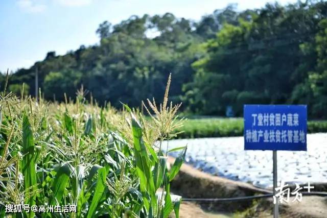 丁堂村扶贫蔬菜种植基地.