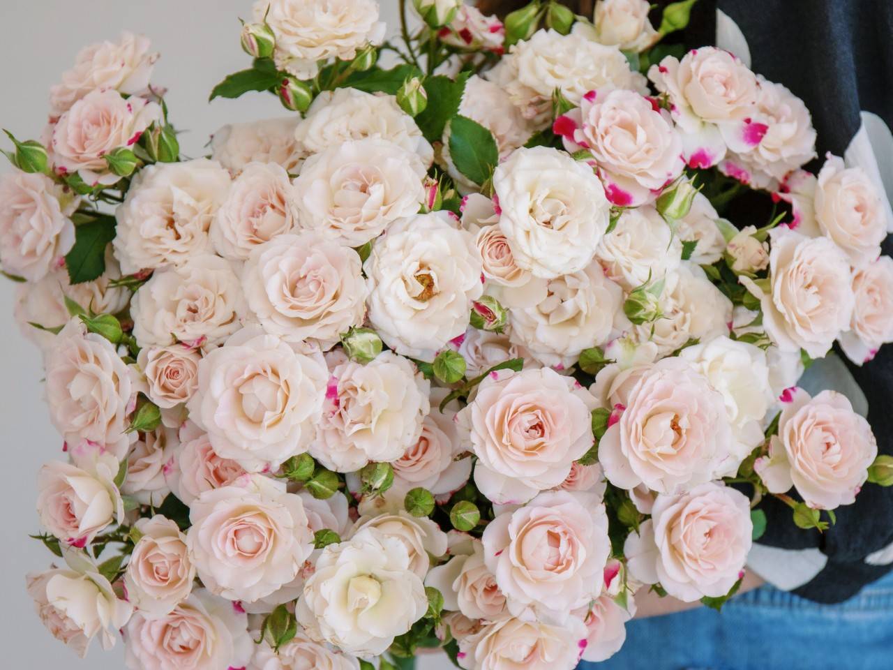 多头玫合集 | 因为值得,所以美丽!