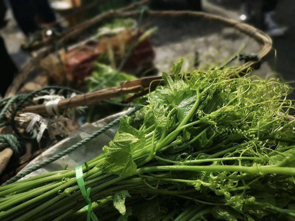 北方人常当垃圾丢掉在南方却成名菜俗称盘肠菜6元一斤