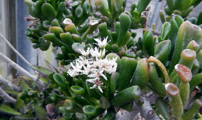 筒叶花月的繁殖方法_手机搜狐网