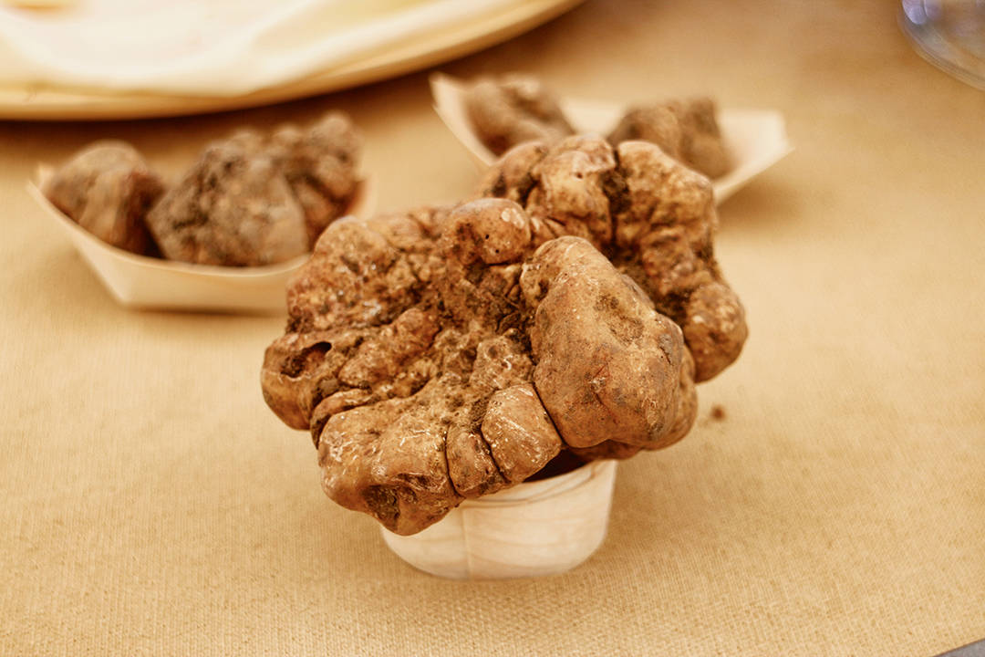 与鹅肝鱼子酱并列世界三大珍馐土豪也无法天天吃的白松露