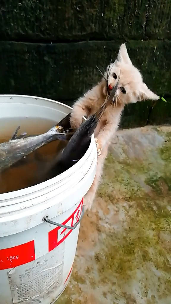 小橘猫偷吃桶中大鱼心有鱼而力不足馋嘴模样让人笑喷