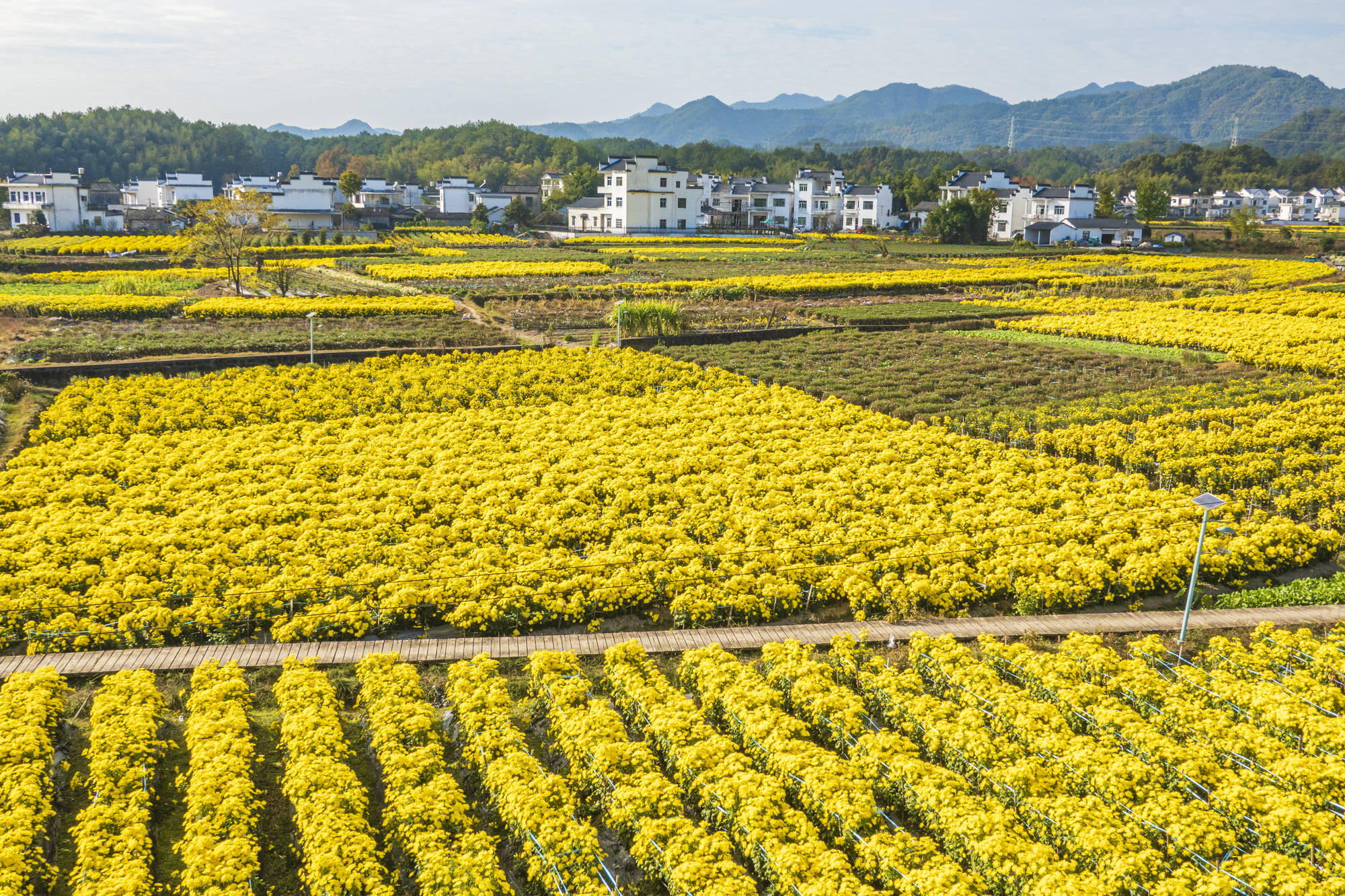 安徽有个"菊花村",2000亩菊田美成画,住在这里太幸福了!