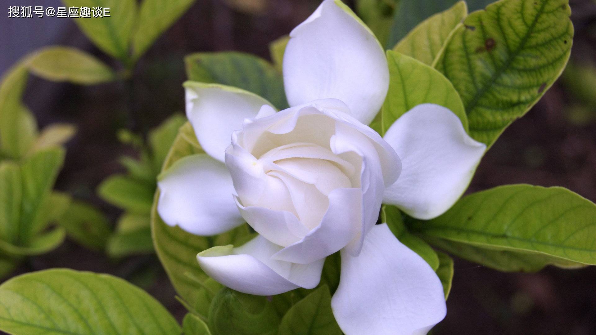 11月9日爱情运势:拼尽全力,不留遗憾的四大星座