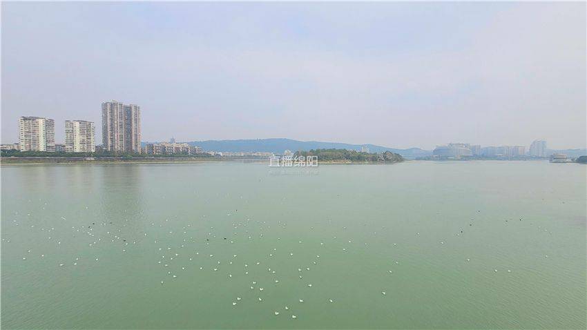 冬日里,阳光下,鸟语啾啾,银翅掠空,满江的生机.