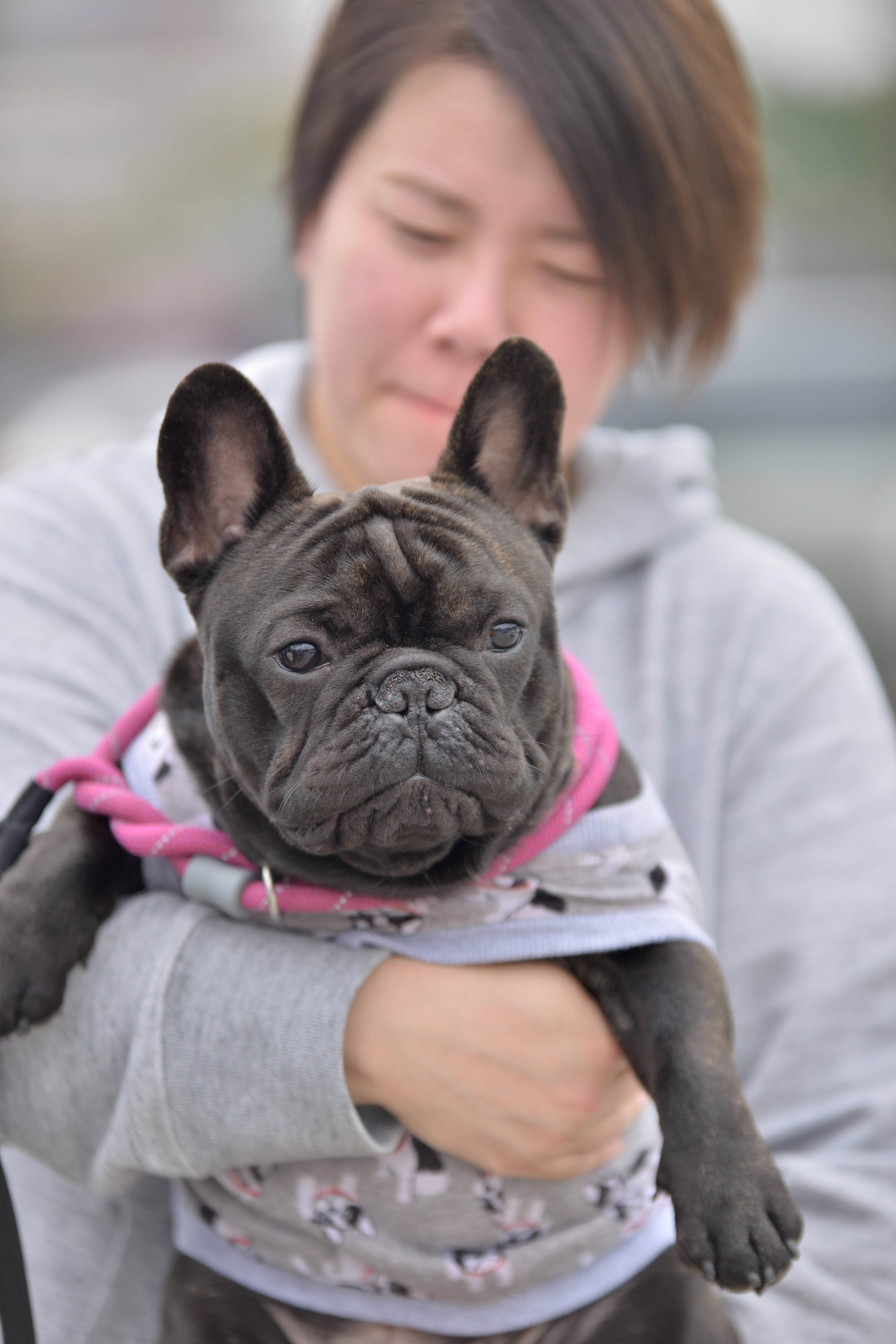 如何培养狗狗成为宅狗宠物小课堂法国斗牛犬哪里买