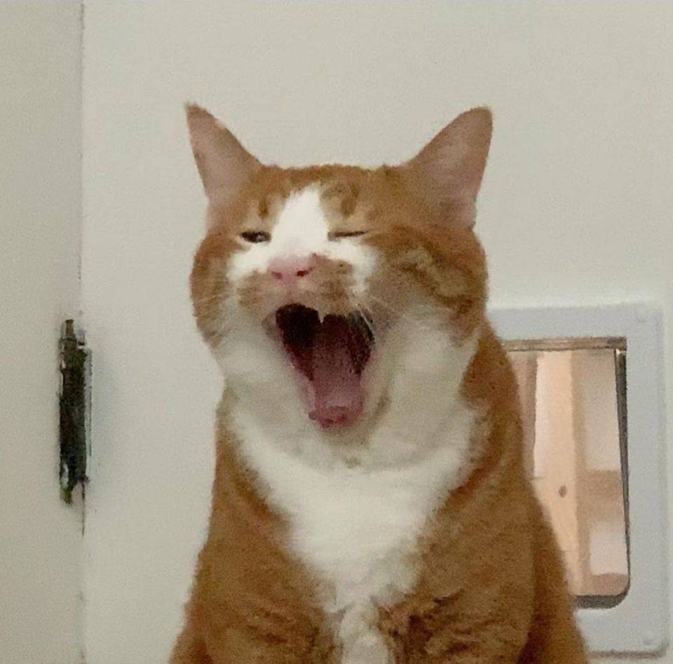 "猫咪正不正经,看它打哈欠的样子,就知道了"