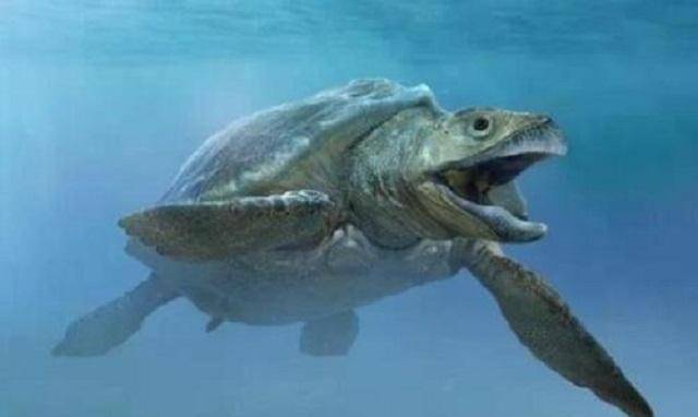 南美洲发现超大灭绝乌龟重1吨长3米仅外壳都有汽车那么大