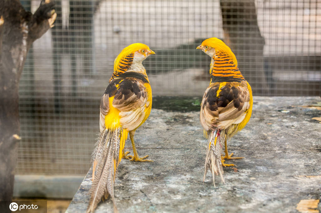 郑州动物园引进黄腹锦鸡,"金鸡"通体金黄颜值高