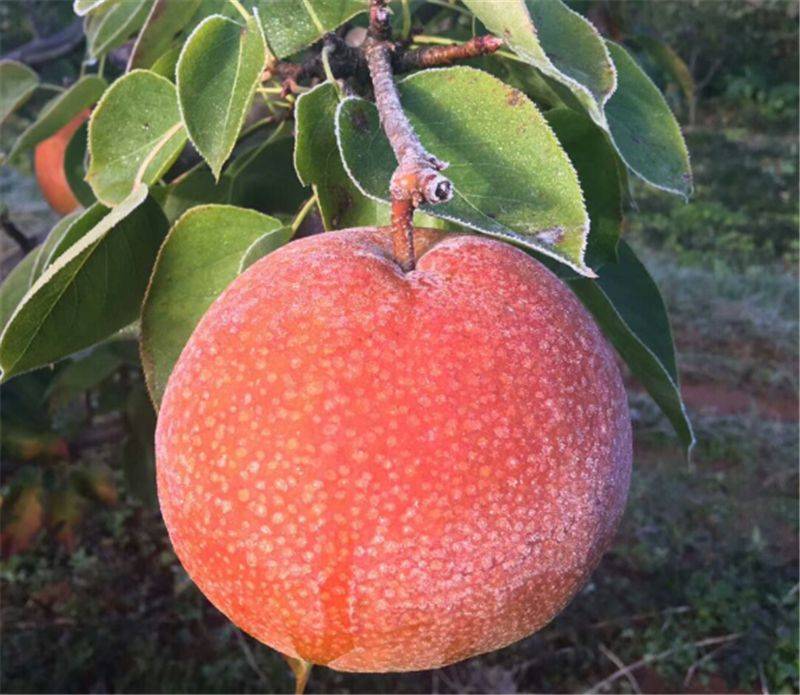 木梨又飘香丨木崇凤:让"木梨"成为贫困群众的富民产业