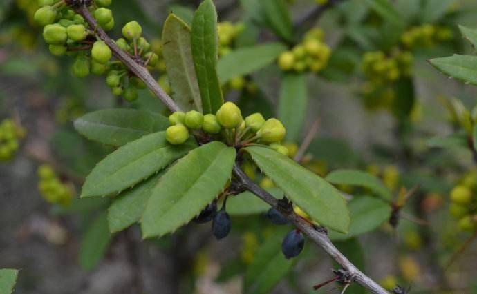 这野草农民见到就除掉殊不知是豪猪刺每斤百元极为珍贵