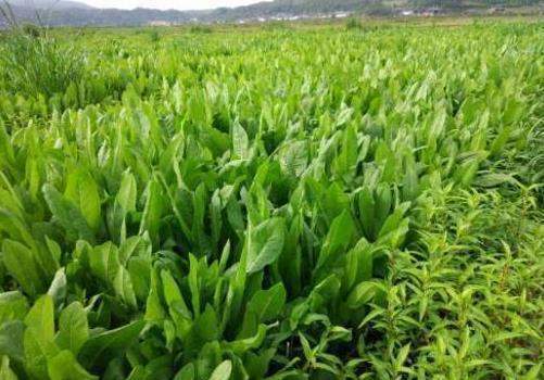 菊苣牧草冬天能种吗多久可以收割一年可以收割几次