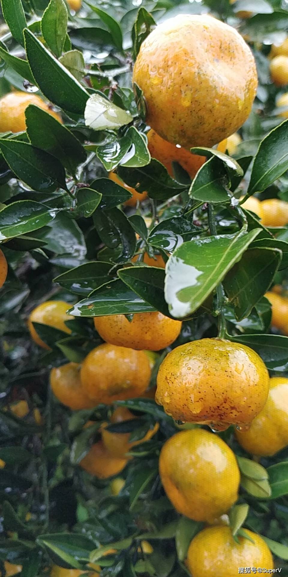 教你如何辨别新鲜优质石门柑橘,蜜桔,桔子