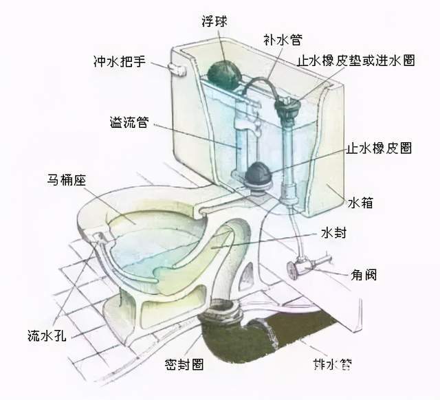 科勒马桶内部结构图图片