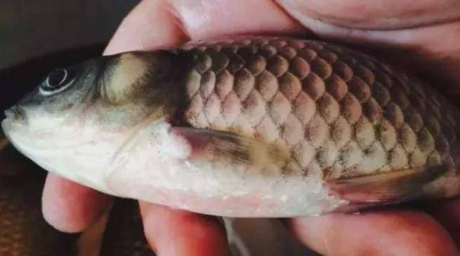 这个时期锚头鳋一旦防控不住,可能会导致水霉病的出现!