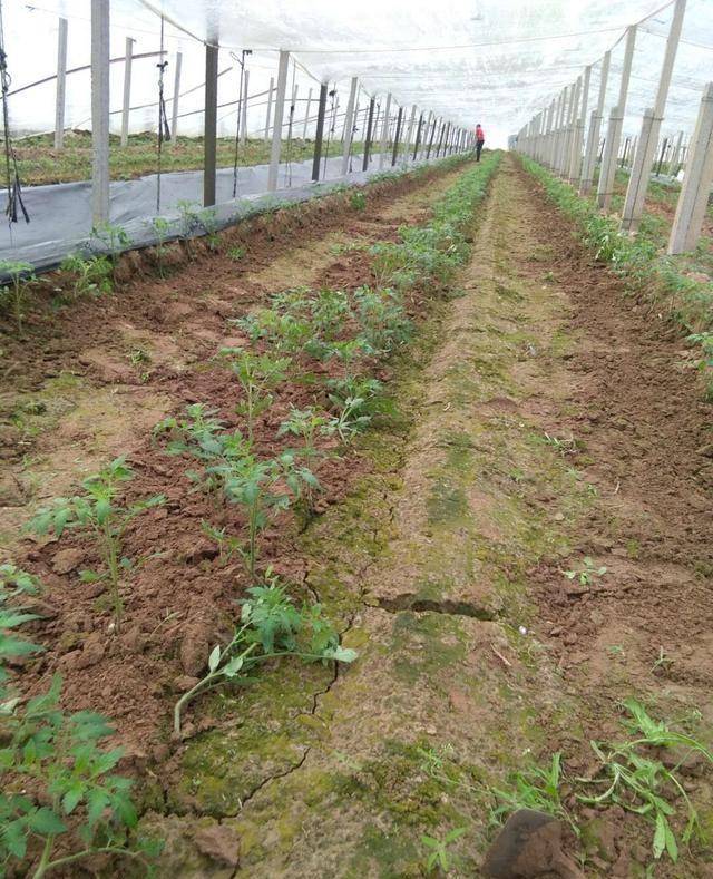 你的反季节西红柿为什么产量低?从育苗到丰收,掌握这几点是关键