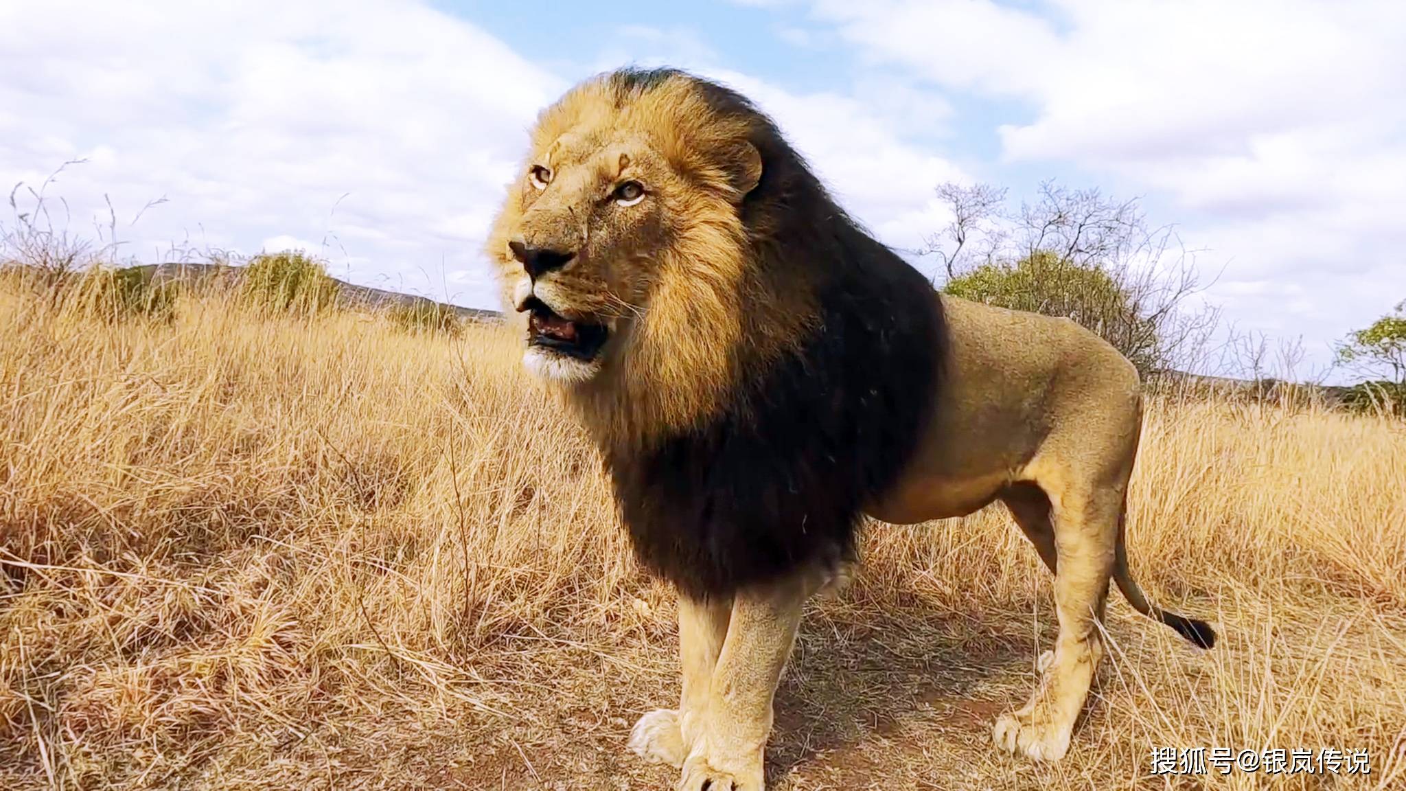 真正的狮子王克鲁格狮山猫狮语者