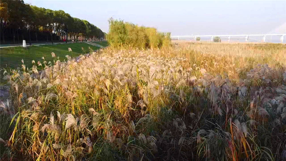 墨西哥鼠尾草种植方法