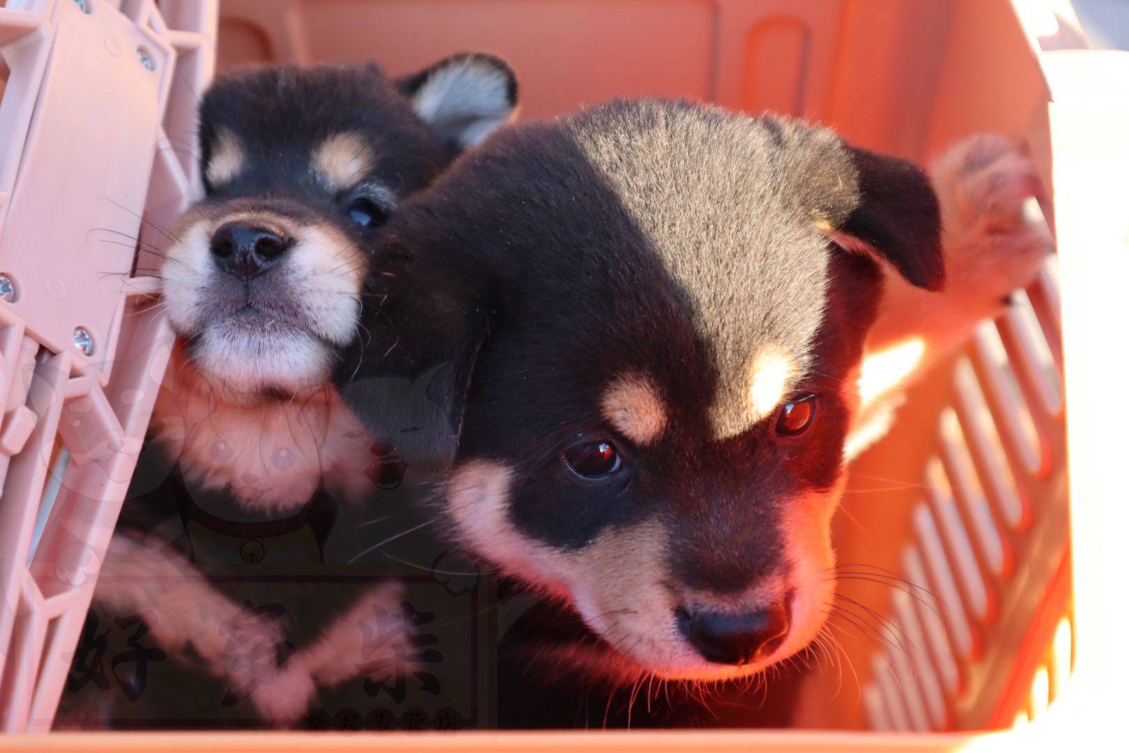 柴犬幼犬壁纸图片