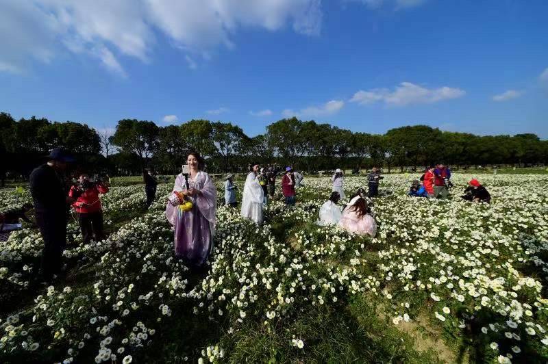 千亩菊海惹人醉小小白菊花做出大文章桐乡举办杭白菊文化节