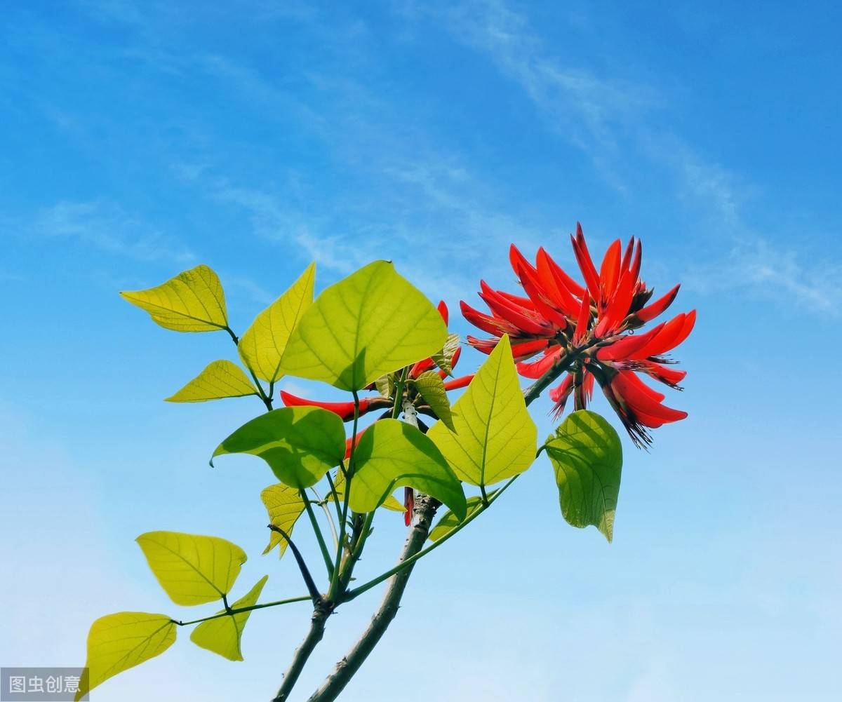 精致优雅的网络句子,积极阳光,发朋友圈超赞