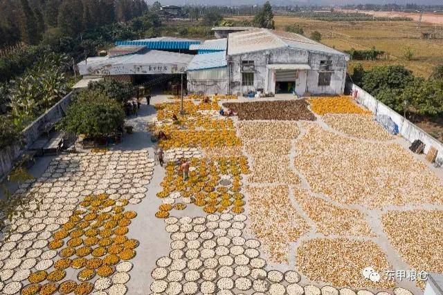 新会陈皮几月份采摘才是上上品