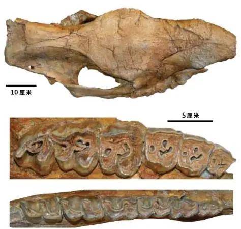 早期原始的披毛犀头骨(上)和颊齿(下)化石