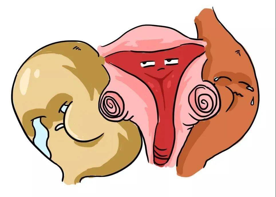 怀孕后子宫压迫膀胱图图片