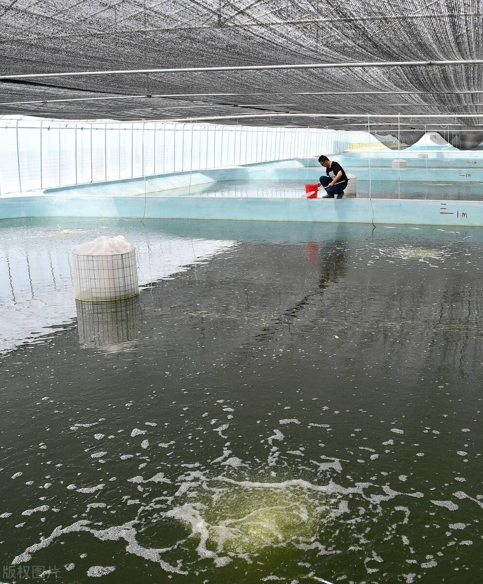 冬棚对虾养殖的关键你真的找对了吗?