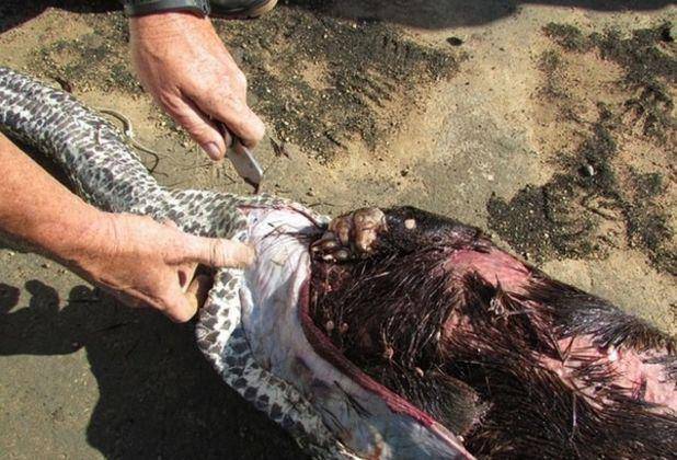 不久前,在非洲的大草原上,竟发生了这样一幕:一块大岩蟒离奇的死亡了