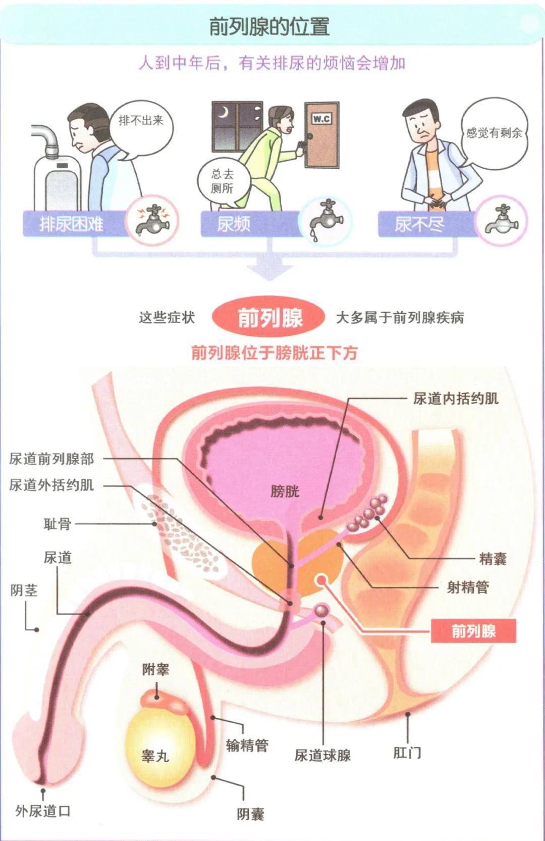 前列腺的位置具体图片图片