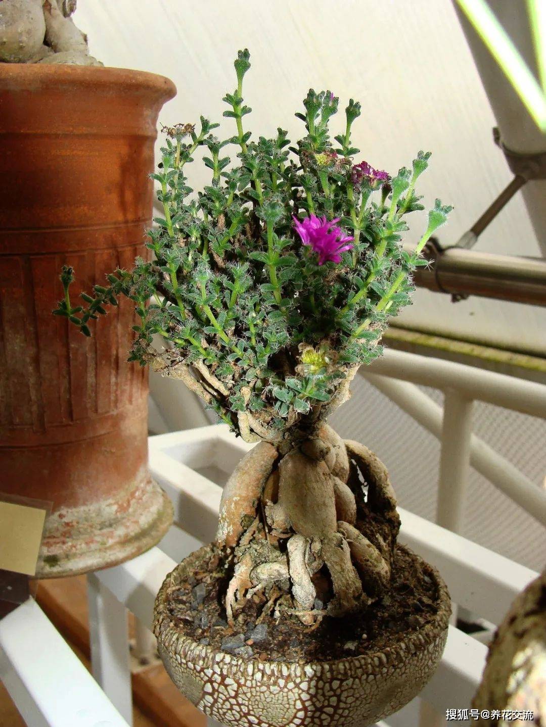 原创8种根茎膨大的盆栽植物适合养成桌面盆栽打理很方便