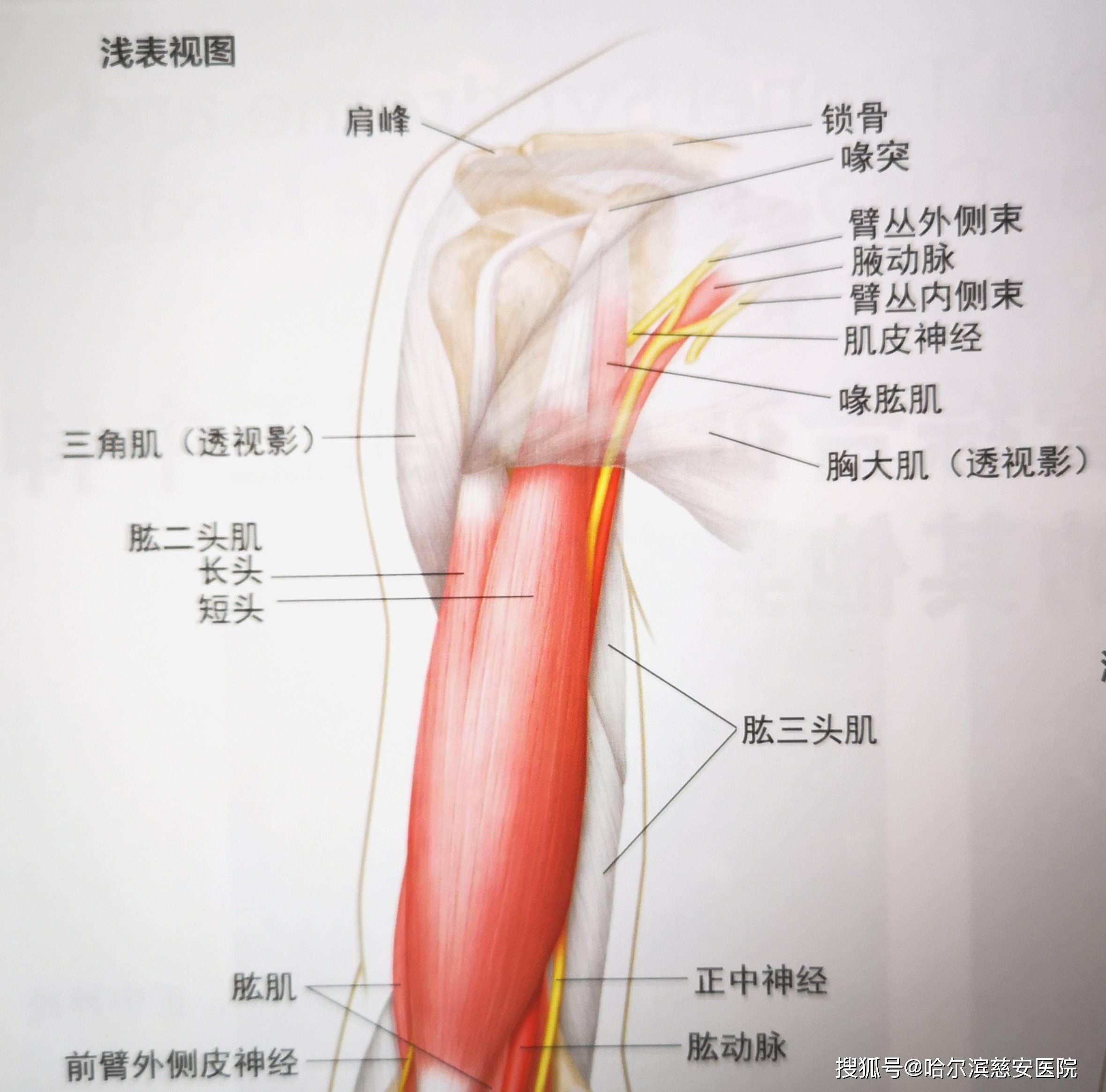 肱二头肌的位置图图片