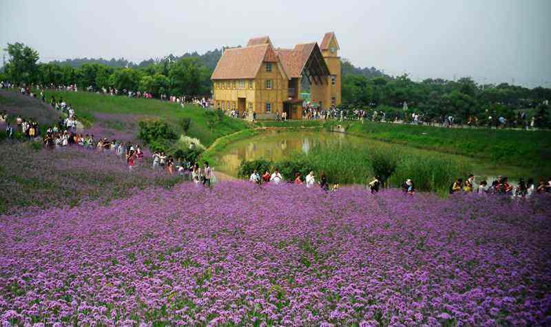 南京江宁的谷里薰衣草庄园,种植了近400亩薰衣草,更具诱惑力的是,该村