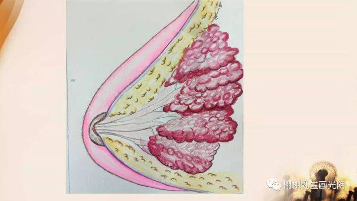 帶你走進乳房—手繪水彩圖解乳房良性疾病_乳腺