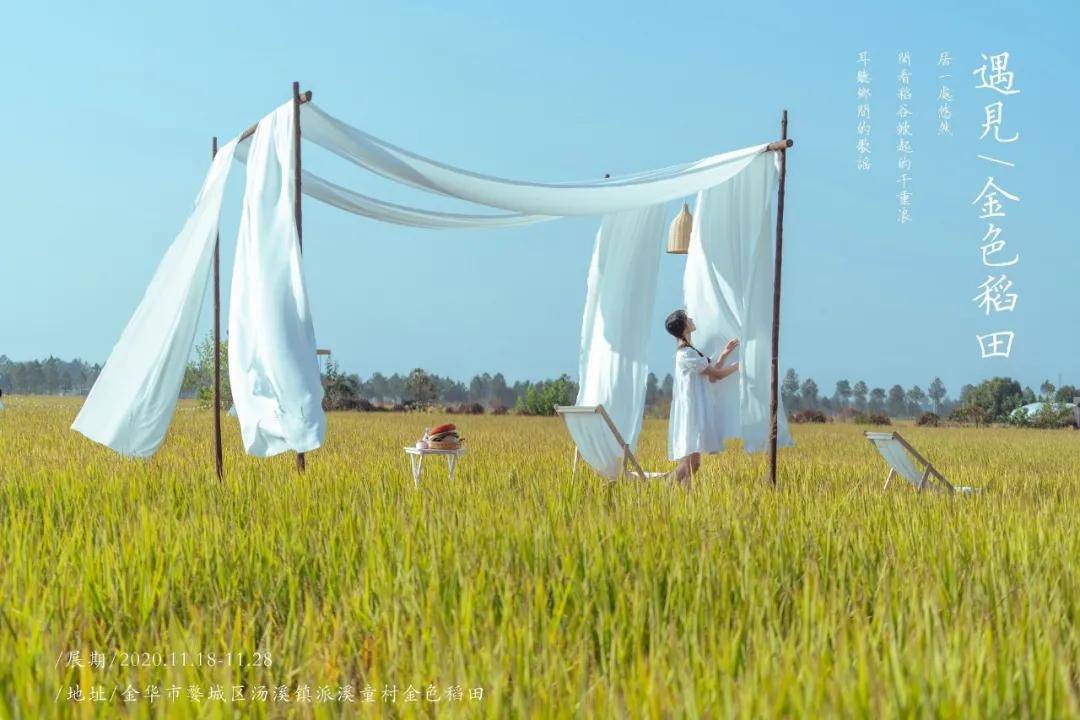 汤溪有个童话般的金色稻田,美得不像话