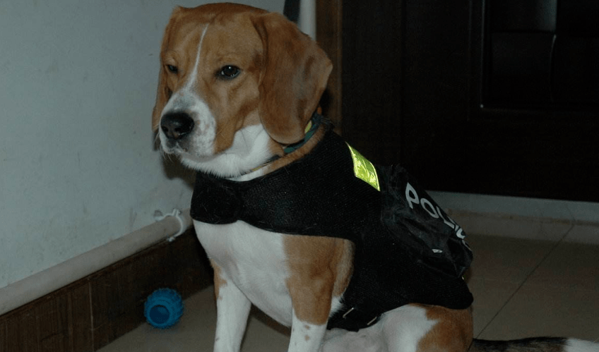 了一只被开除的比格犬,开除原因是两次咬人并且训练无效,作为警犬后代