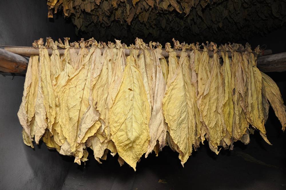 四川会东烟叶收购量连续六年全国第一