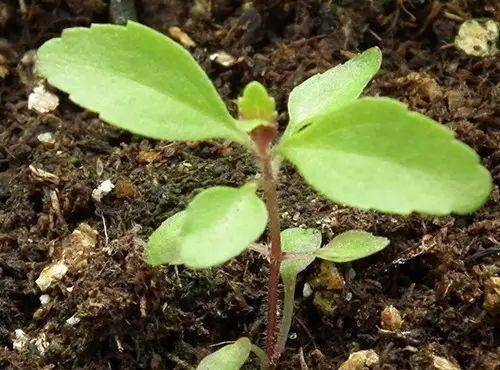 光照:甜葉菊喜歡光照,但是光照時間過長會影響開花結果.