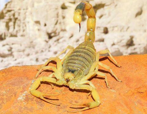 宠物以色列金蝎你知道它的厉害吗